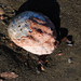 photo of Red Abalone (Haliotis rufescens)