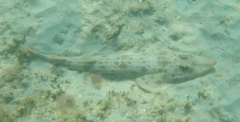 Pseudobatos lentiginosus