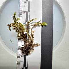 Racomitrium fasciculare