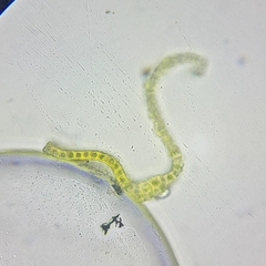 Racomitrium fasciculare