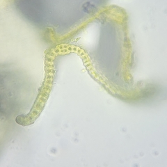 Racomitrium fasciculare