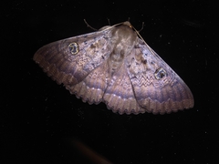 Dasypodia cymatodes