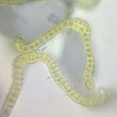 Racomitrium fasciculare