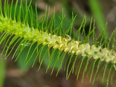 Phlegmariurus reflexus