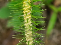 Phlegmariurus reflexus