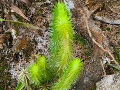 Phlegmariurus reflexus