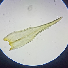 Racomitrium fasciculare