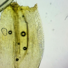 Racomitrium fasciculare
