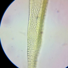 Racomitrium fasciculare
