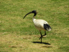 Threskiornis molucca