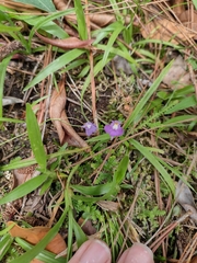 Utricularia tricolor