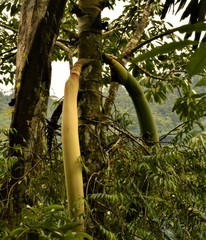 Socratea exorrhiza