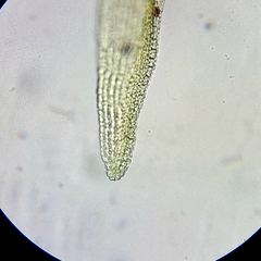 Racomitrium fasciculare