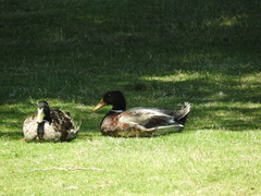Anas platyrhynchos domesticus