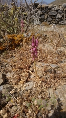 Anacamptis sancta