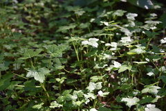 Drusa glandulosa