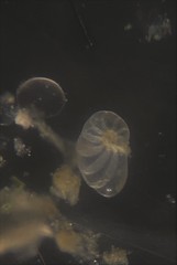 Nonionella auris
