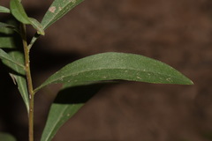 Solidago velutina sparsiflora