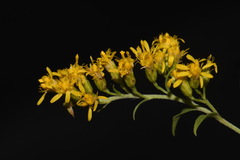 Solidago velutina sparsiflora