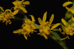 Solidago velutina sparsiflora