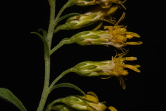 Solidago velutina sparsiflora