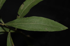 Solidago velutina sparsiflora