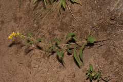 Solidago velutina sparsiflora