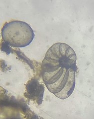 Nonionella auris