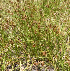 Cyperus laevigatus