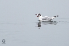 Chroicocephalus ridibundus