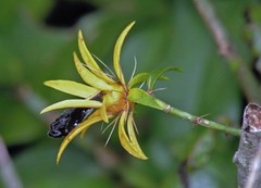 Pereskia