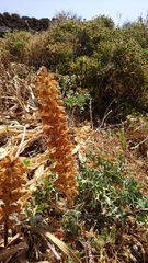 Orobanche amethystea
