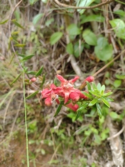 Esterhazya macrodonta