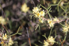 Petrophile squamata