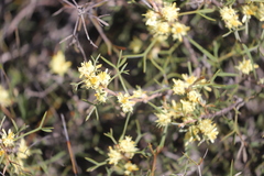 Petrophile squamata