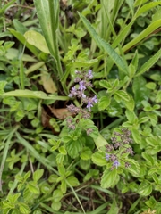 Cantinoa plectranthoides