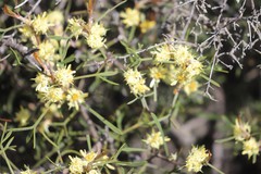 Petrophile squamata