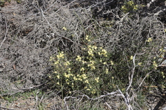 Petrophile squamata