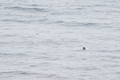 Phocoena phocoena vomerina