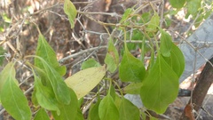 Citharexylum spinosum