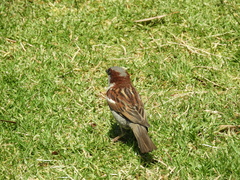 Passer domesticus
