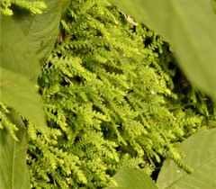 Selaginella apoda
