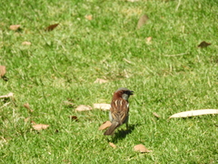 Passer domesticus