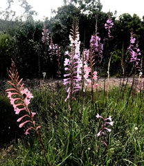 Watsonia knysnana