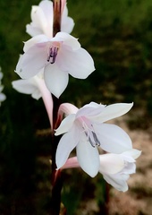 Watsonia knysnana