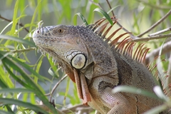Iguana iguana