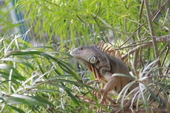 Iguana iguana