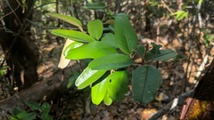 Capparis cynophallophora