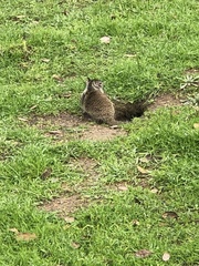 Otospermophilus beecheyi