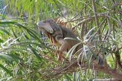 Iguana iguana
